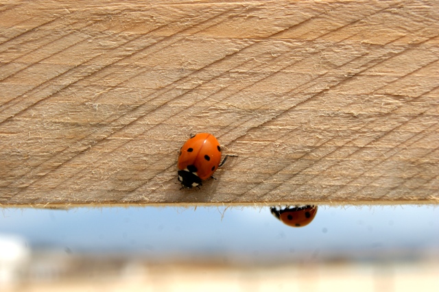 time of ladybugs
